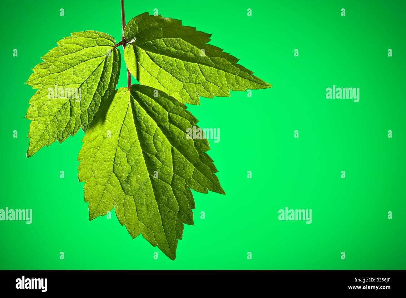 Close up of a leaf showing veins Stock Photo - Alamy