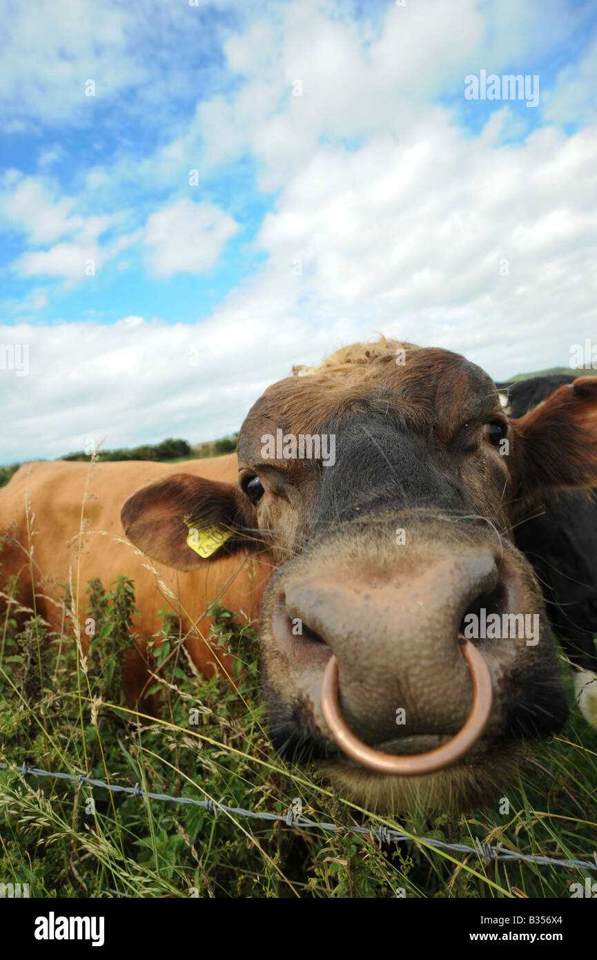 Bull in field with a ring through the nose Stock Photo - Alamy