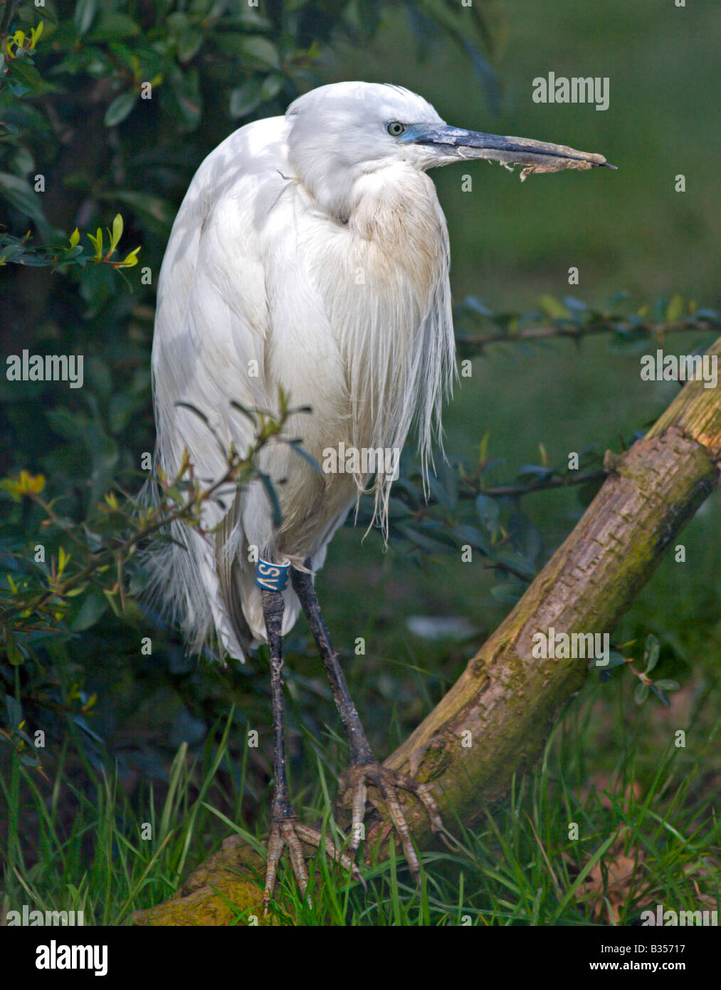 Snowy Egret in profile (Egretta Garzetta) Stock Photo