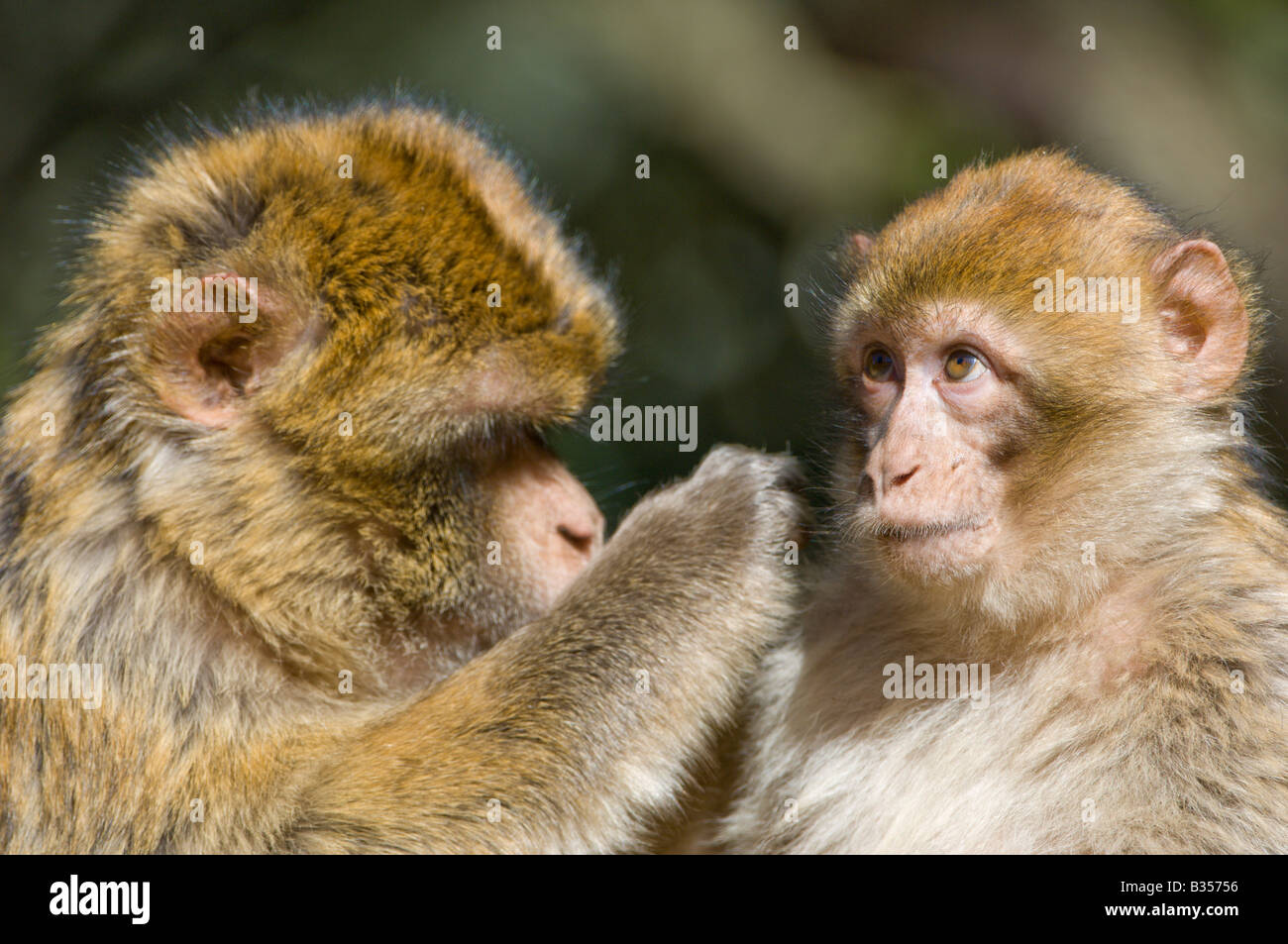Two Barbary Macaque (Macacca sylvanus) grooming in the cedar forest, Ifrane natural park, Azrou, Morocco Stock Photo