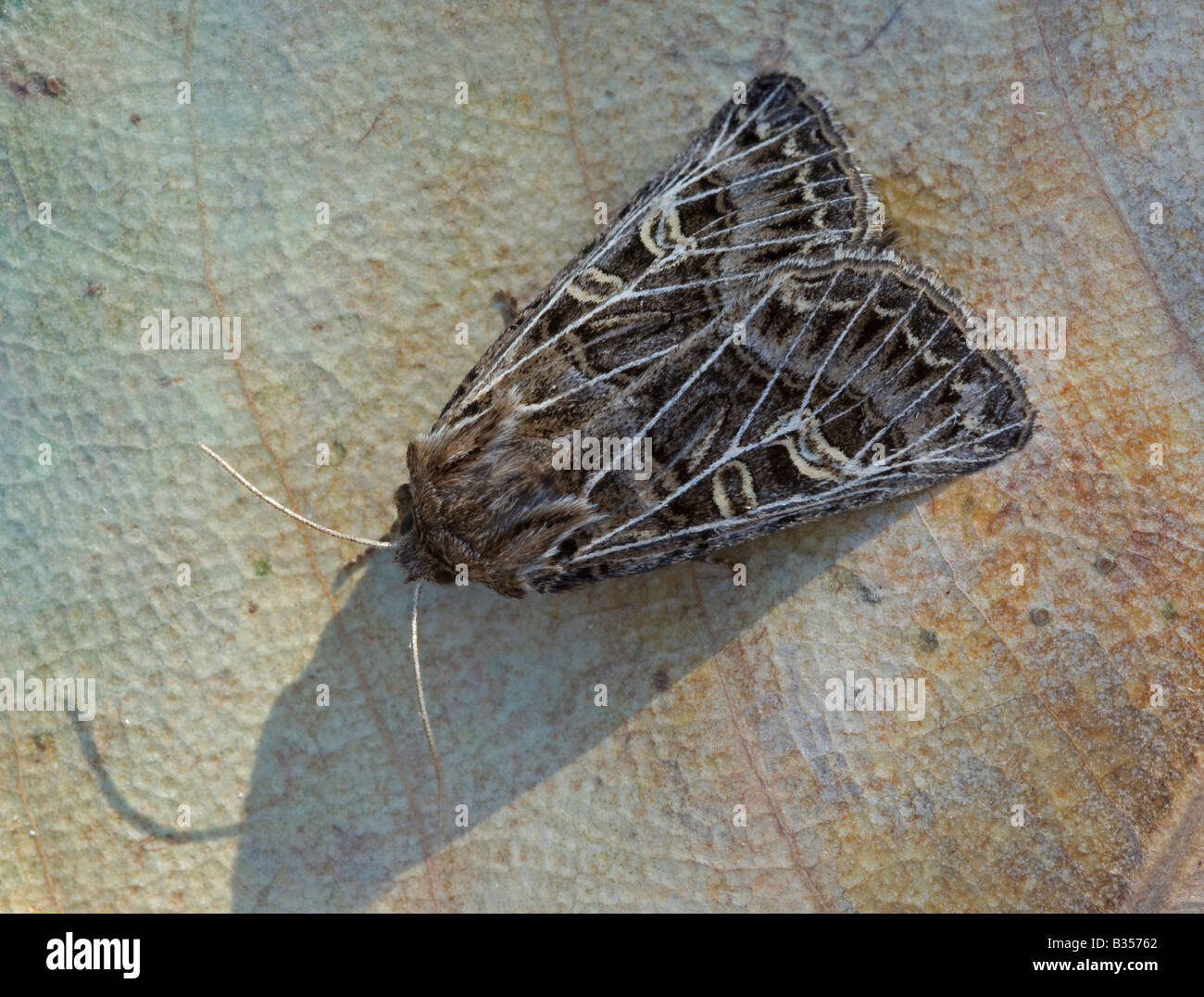 'Feathered Gothic' Moth (Tholera decimalis) Stock Photo