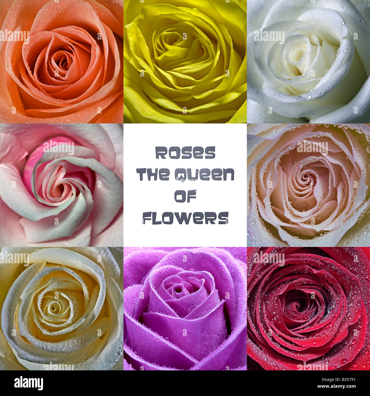 Montage of eight different coloured Roses with the text "Roses the Queen of  Flowers Stock Photo - Alamy