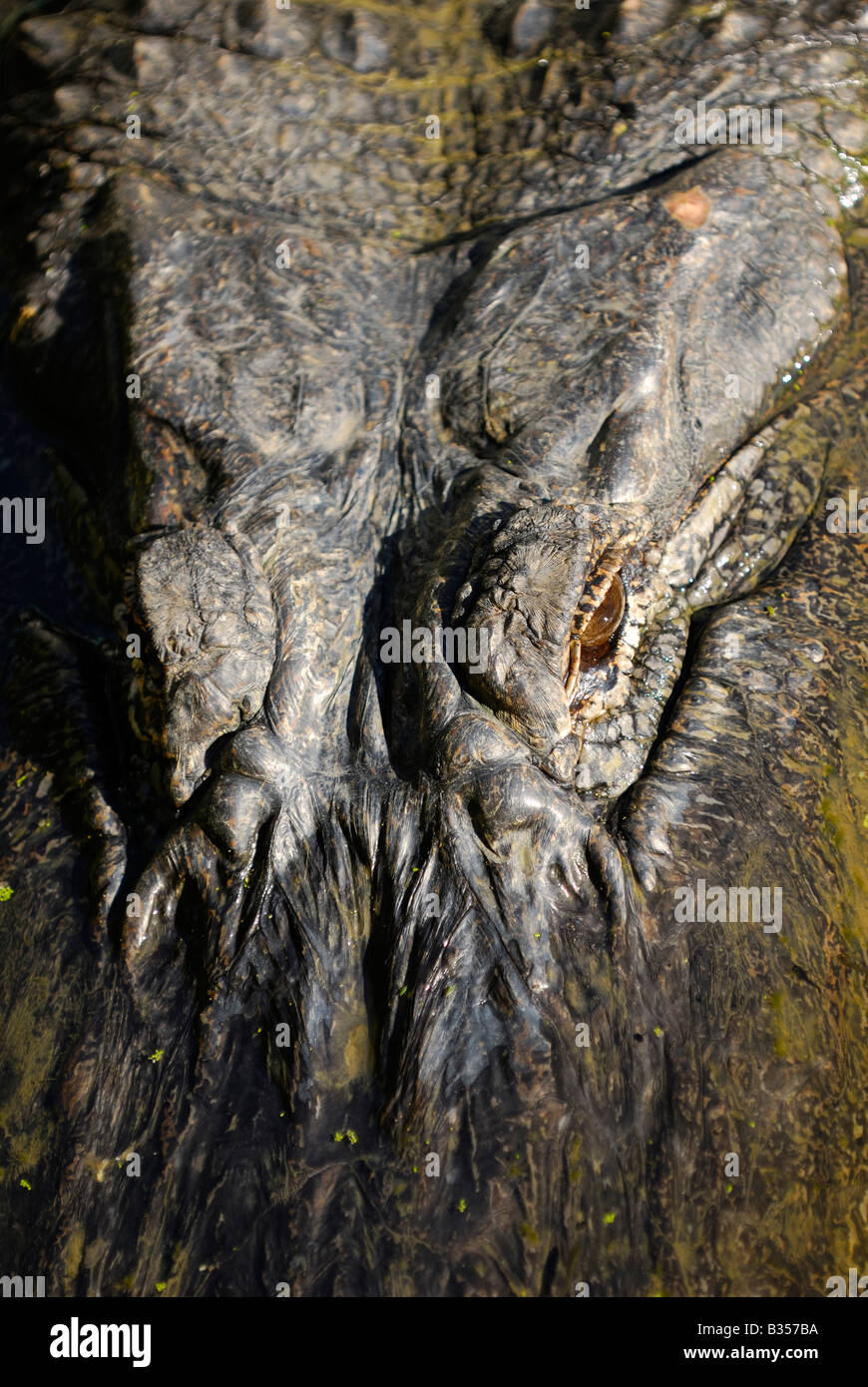 Close up of an alligator peeking out of water Stock Photo