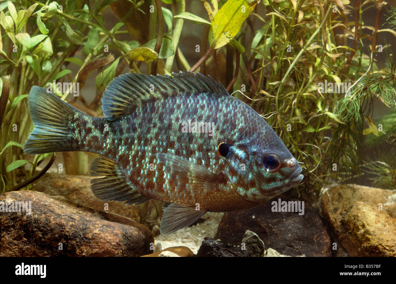 Banded Sunfish Enneacanthus obesus Stock Photo