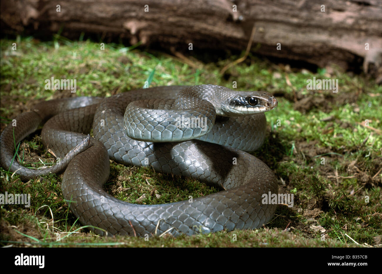 Blue Racer Coluber constrictor foxi Stock Photo