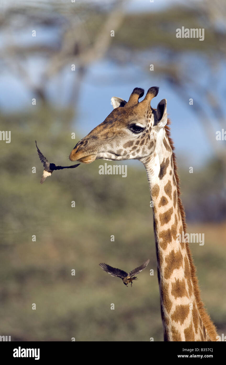 Masai giraffe (Giraffa camelopardalis tippelskirch) Yellow billed Oxpeckers (Buphagus africanus) flying around the head Stock Photo