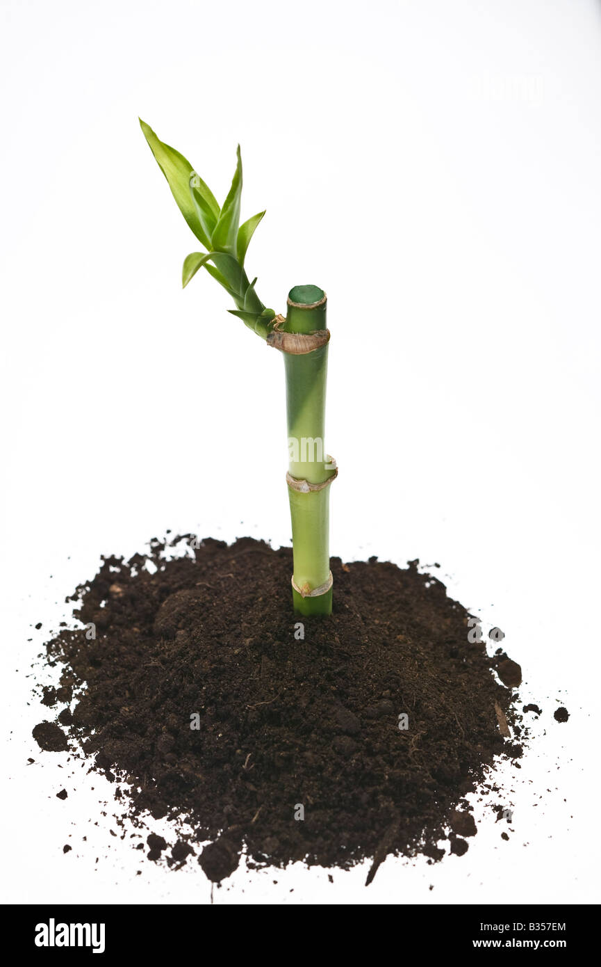 Bamboo plant hires stock photography and images Alamy