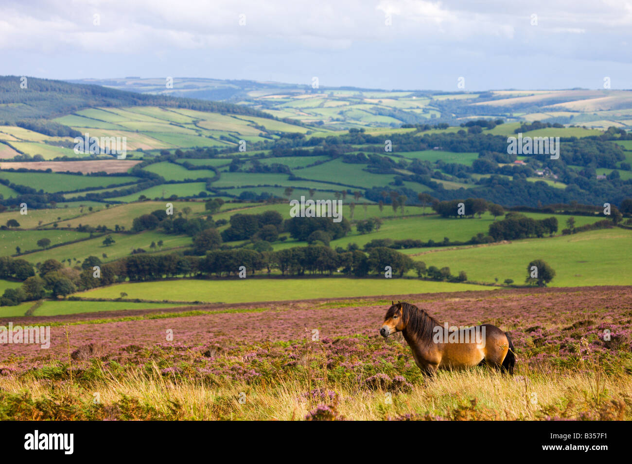 Exmoor pony grazing on heather carpeted moorland in summertime Dunkery Hill Exmoor National Park Somerset England Stock Photo