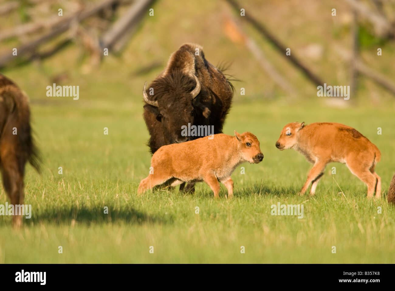 Bison (Bison bison) calves Stock Photo
