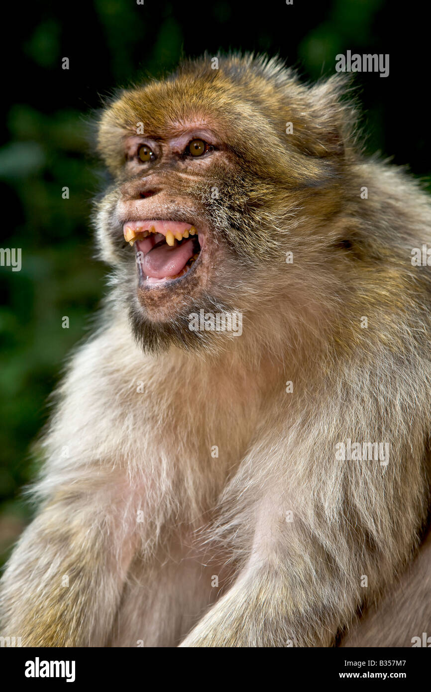 Roaring Barbary Macaque monkey from France Alsace Kintzheim Stock Photo