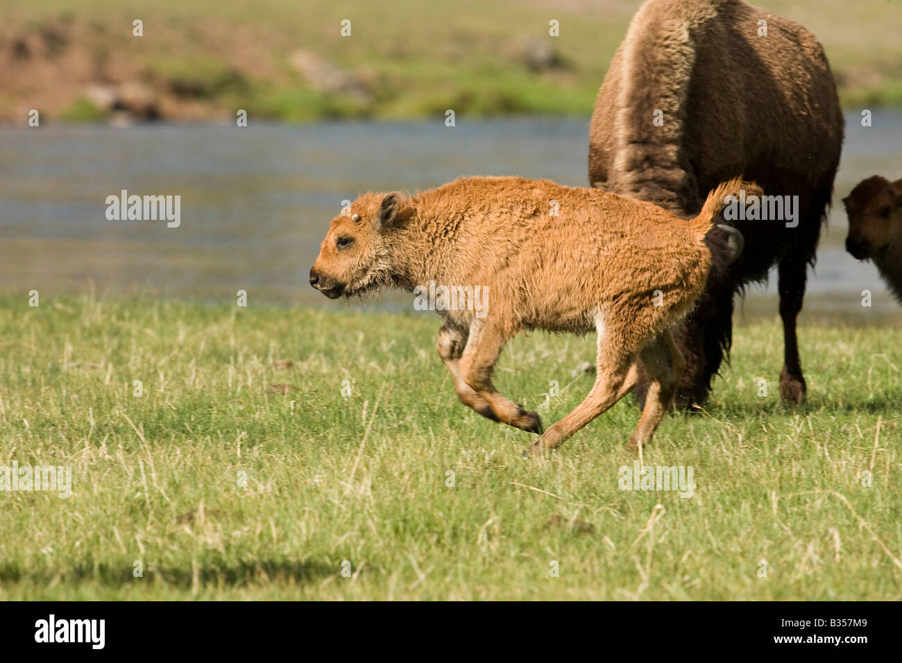 Bison (Bison bison) calf Stock Photo