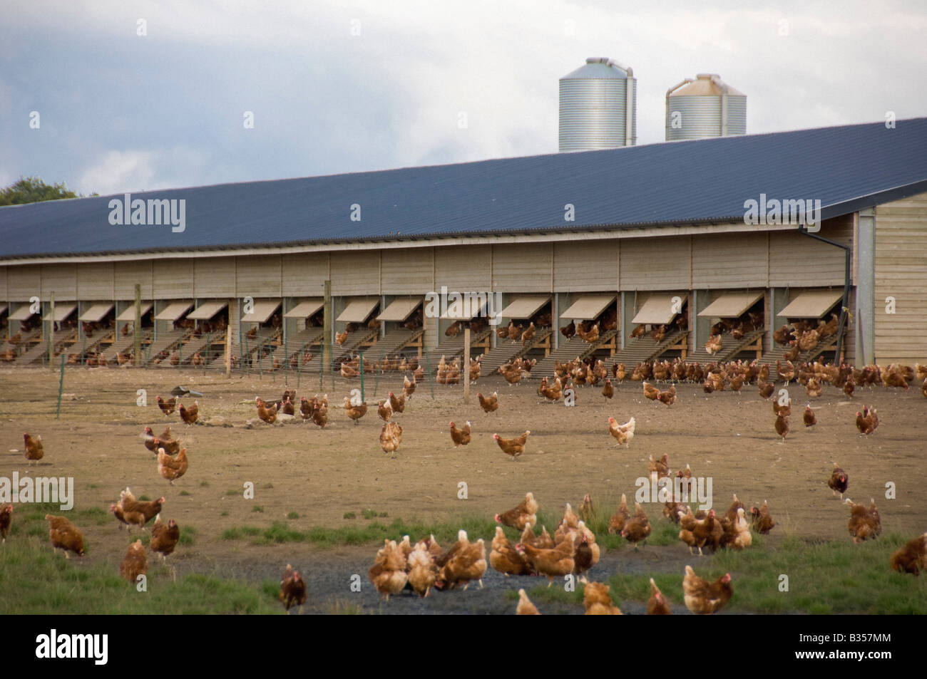 Free range chickens roaming at a Yorkshire poultry farm with large poultry shed in the distance. UK Stock Photo