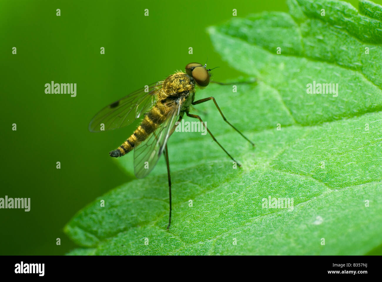 Common Nettle Bug High Resolution Stock Photography and Images - Alamy
