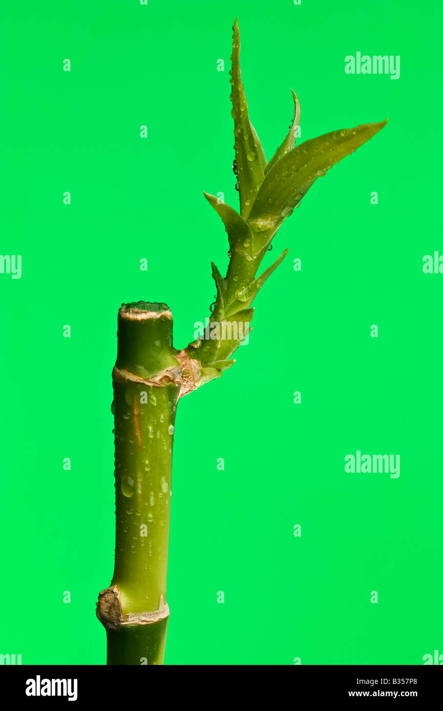 Close up of a bamboo  sprouting a new set of leaves Stock Photo