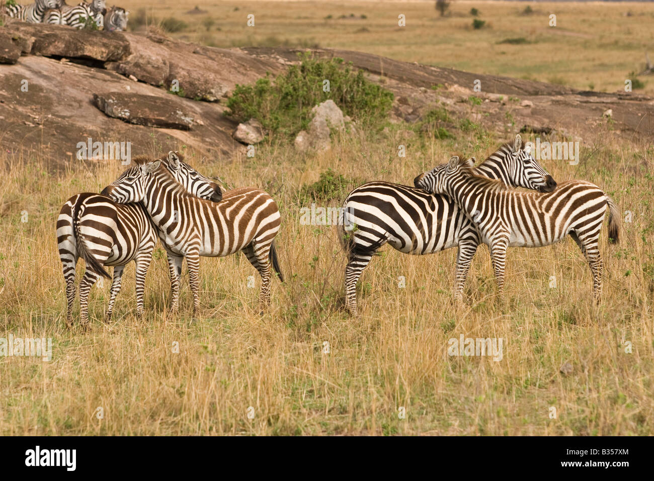Plains Zebra (Equus quagga boehmi) necks intertwined in bonding