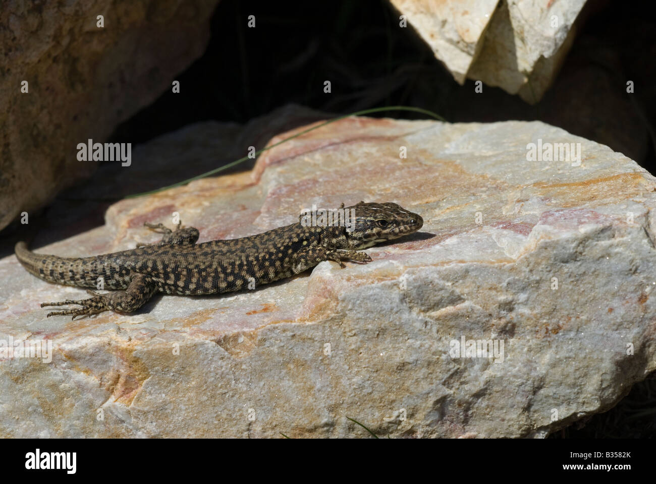 European Wall Lizard (Podarcis muralis), basking Stock Photo