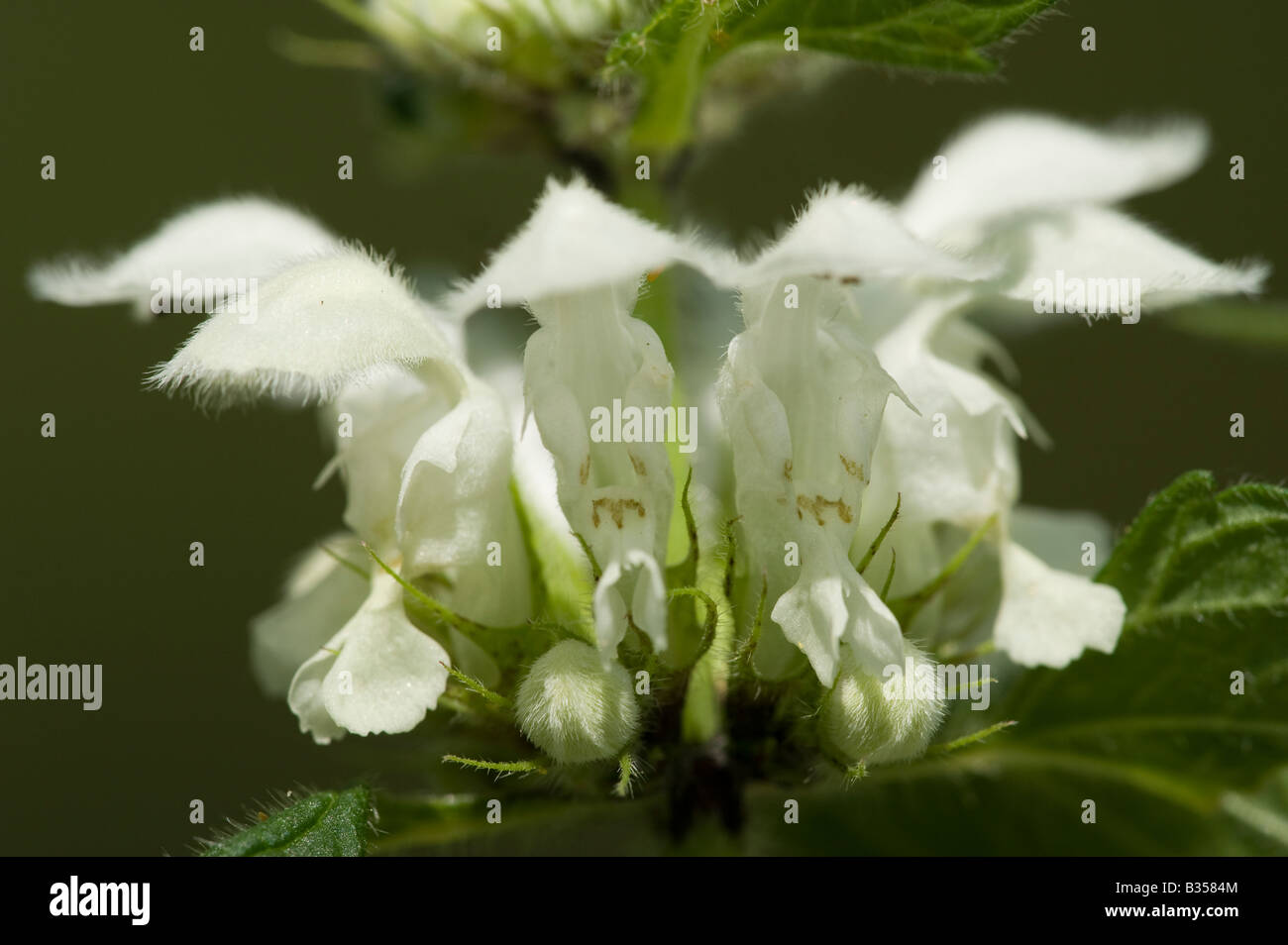 White dead-nettle (Lamium album), flower whorl Stock Photo