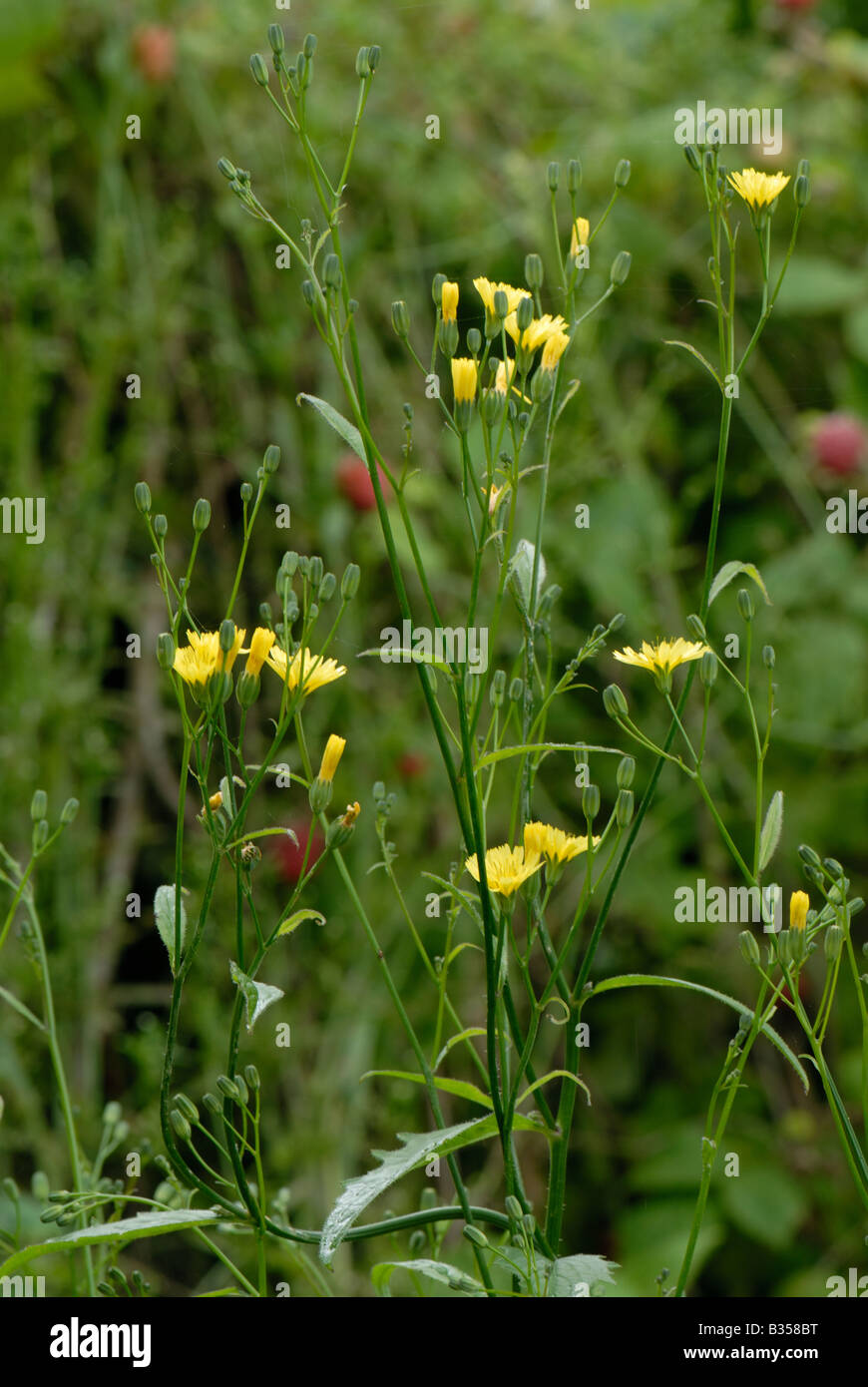Flowers and flower buds of nipplewort Lapsana communis in a garden vegetable patch Stock Photo