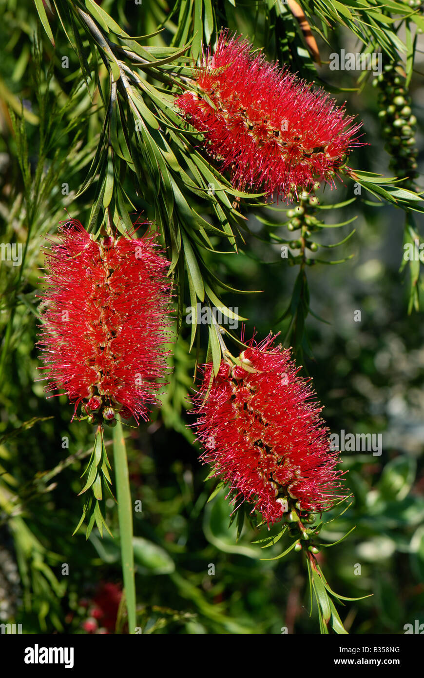 Australian bottle brush Callistemon rigidus flowers Stock Photo