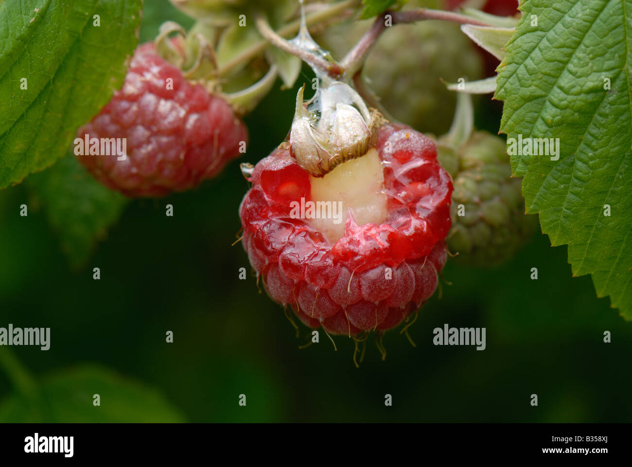Snail Cornu aspersum damage to ripe raspberry fruit Stock Photo