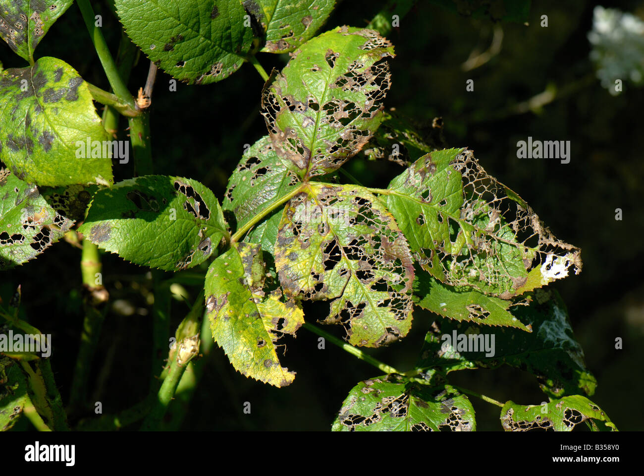 Rose Slug Sawfly Chemical Controls