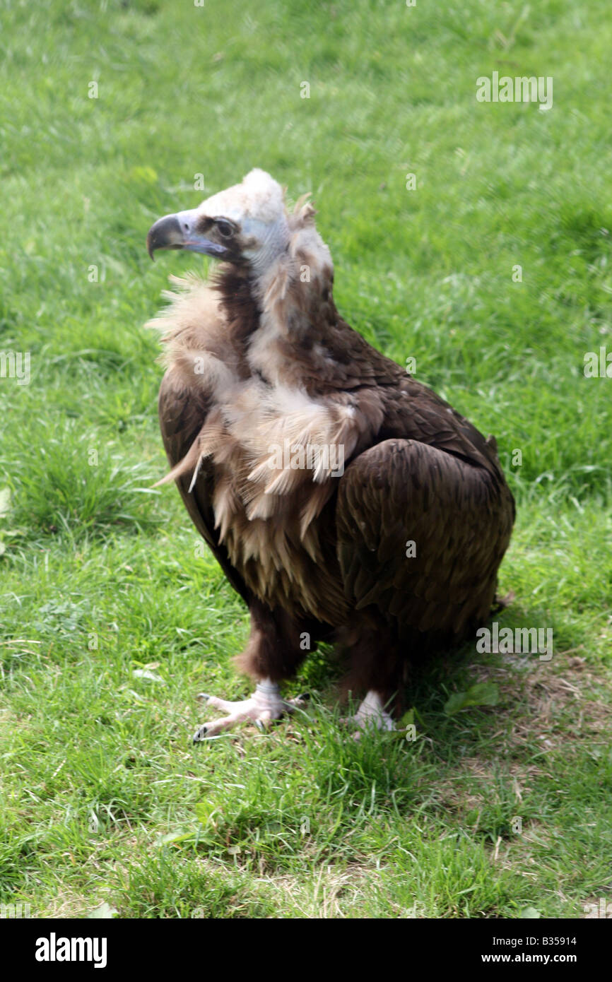 European Black Vulture [Chester Zoo, Chester, Cheshire, England, Great Britain, United Kingdom, Europe].                       . Stock Photo