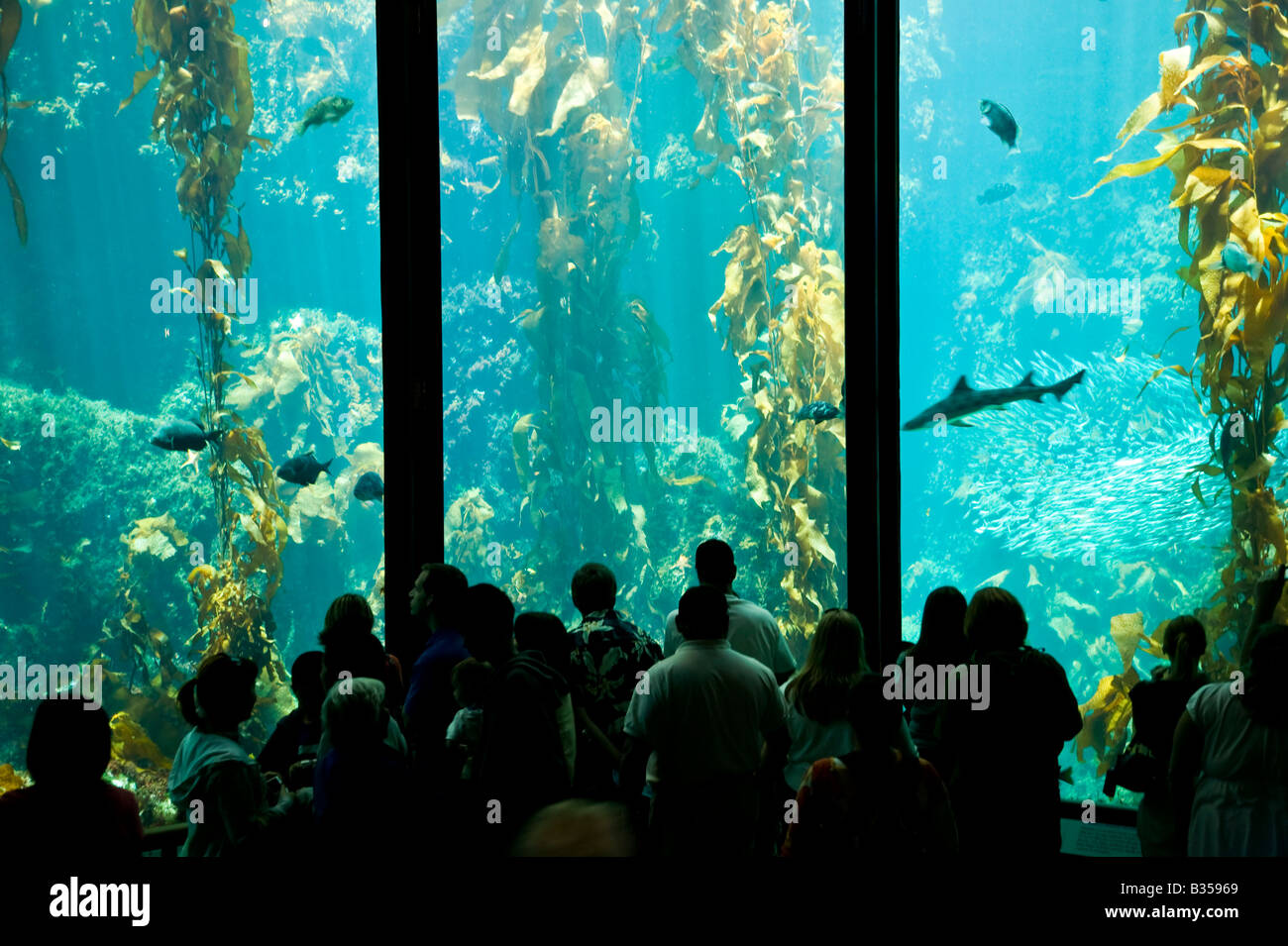 Large tank exhibit Monterey Bay Aquarium, California, USA Stock Photo
