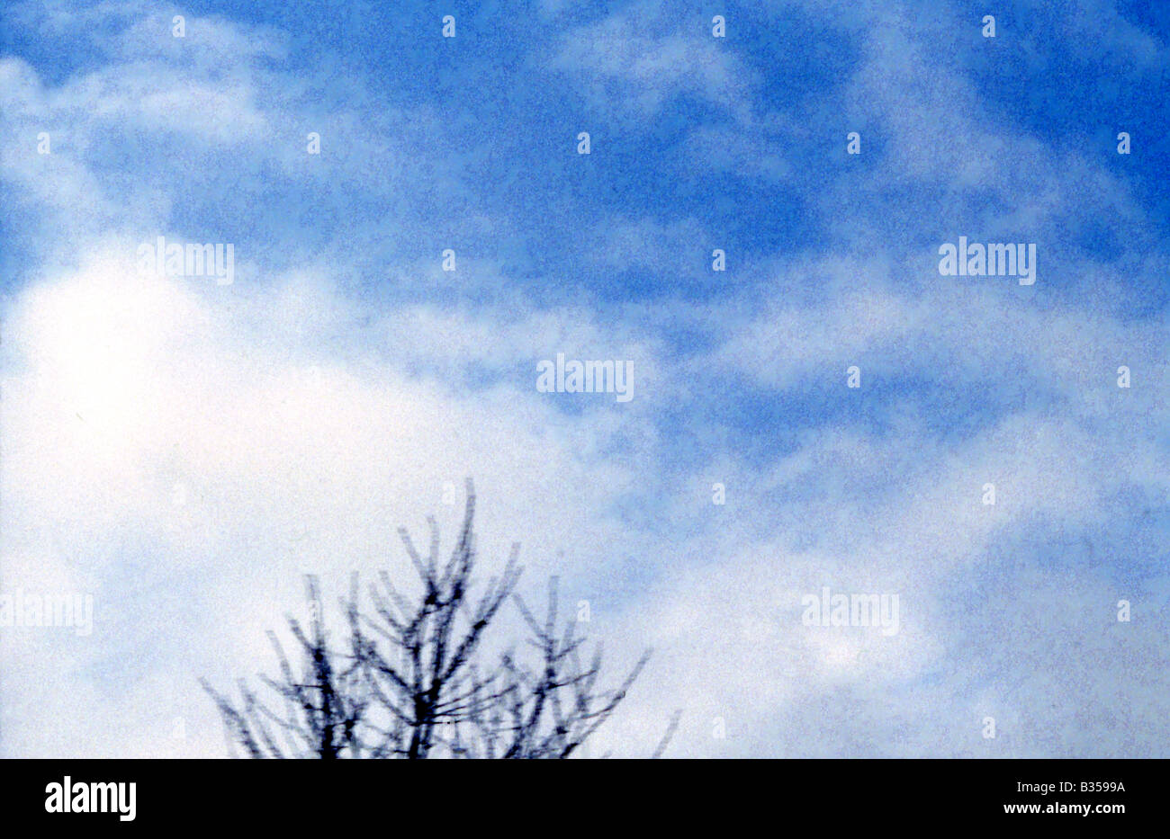 top of winter tree & blue sky with some white clouds Stock Photo - Alamy