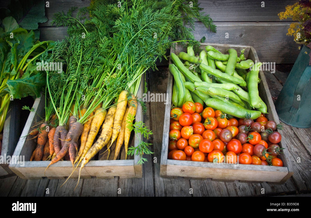Fresh vegetables for sale in the organic garden Slottsträdgården (the