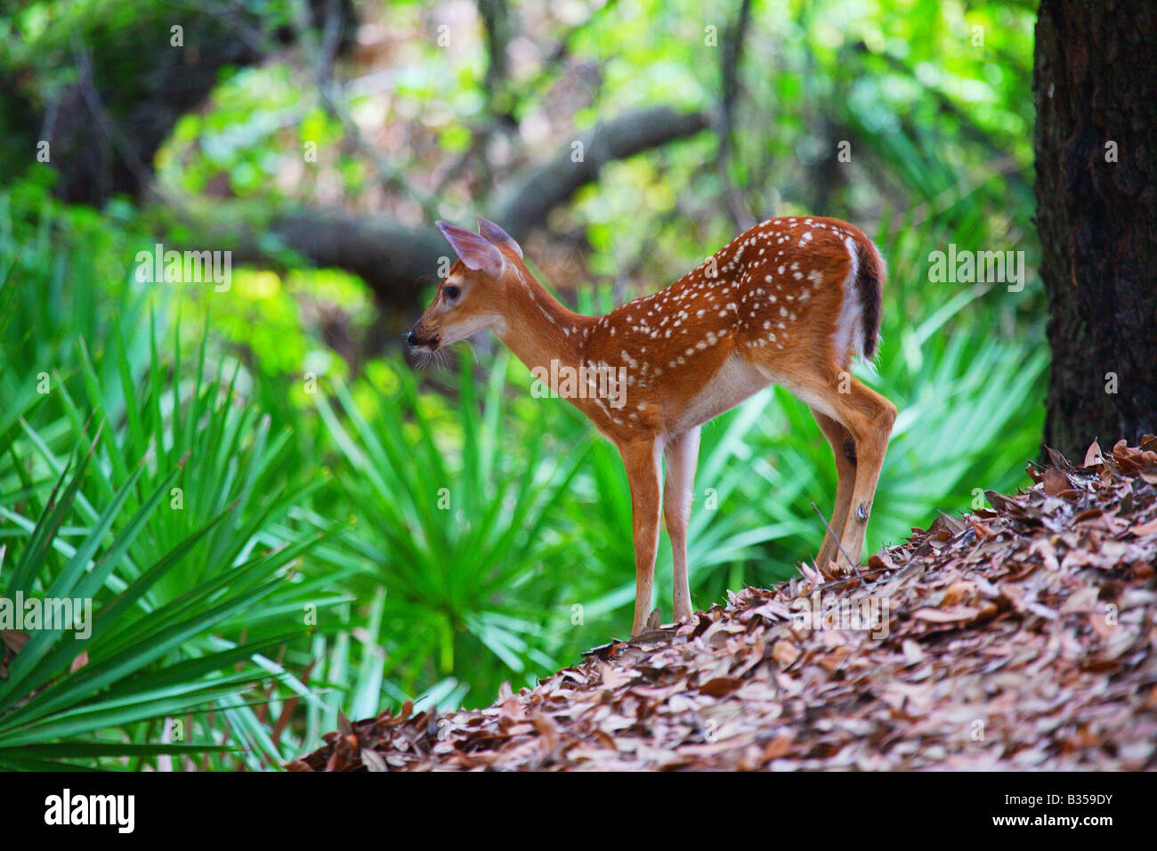 White tailed deer fawn relaxes in the shade on Cumberland Island Georgia Stock Photo