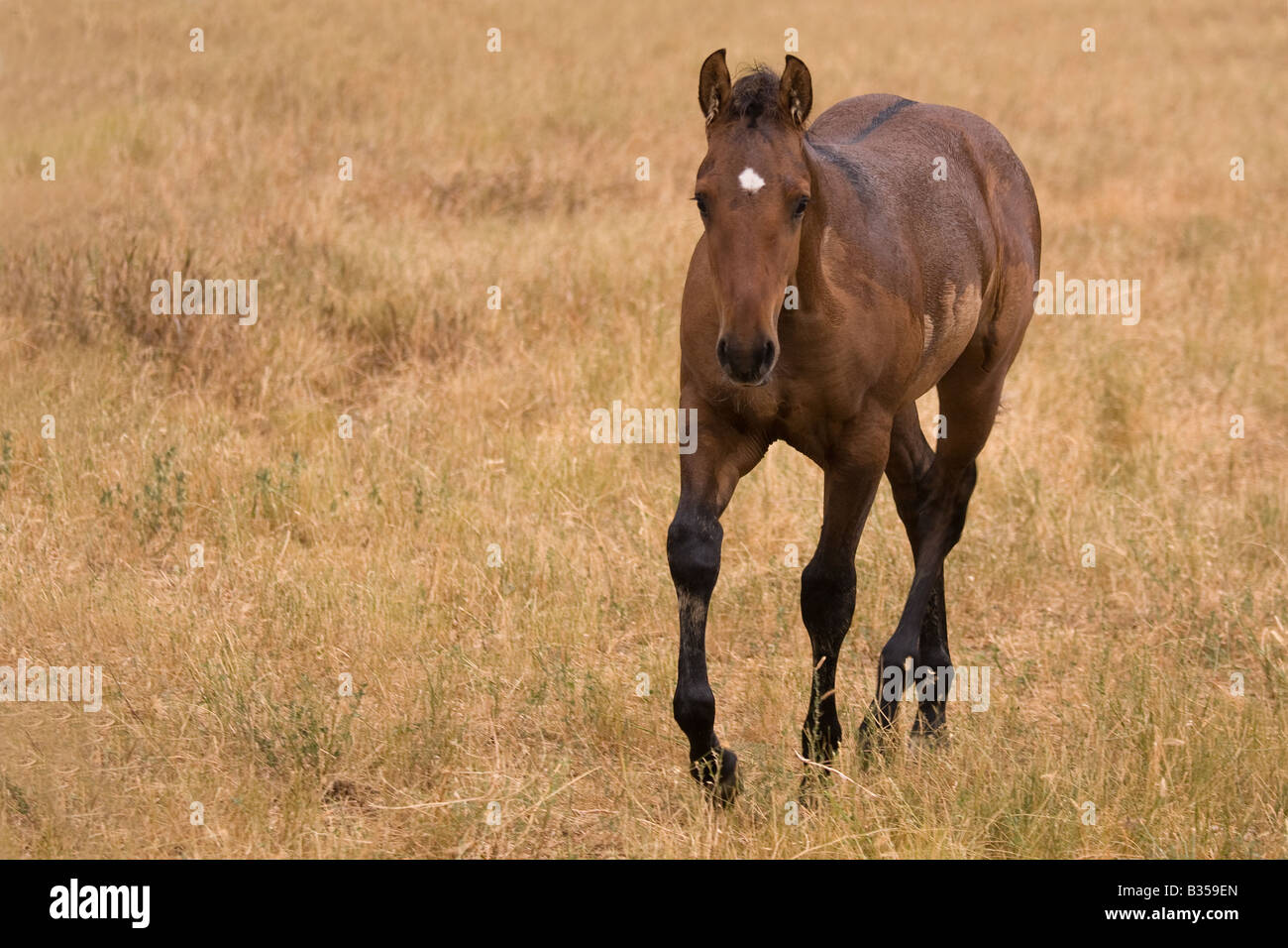 Buckskin Quarter Horse Colt Walking Towards The Camera After A Rainstorm With Negative Space To Left Stock Photo Alamy