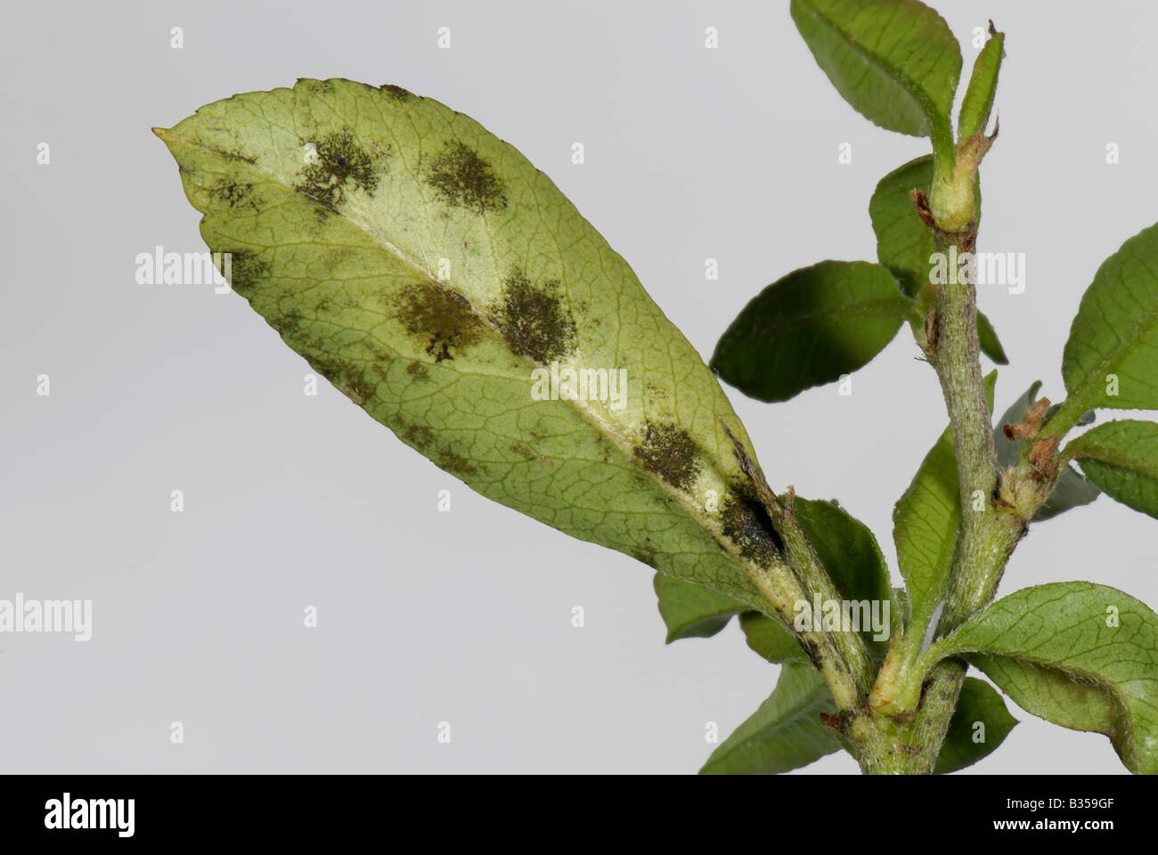 Scab Venturia inaequalis development of disease on the underside of a Pyracantha leaf Stock Photo
