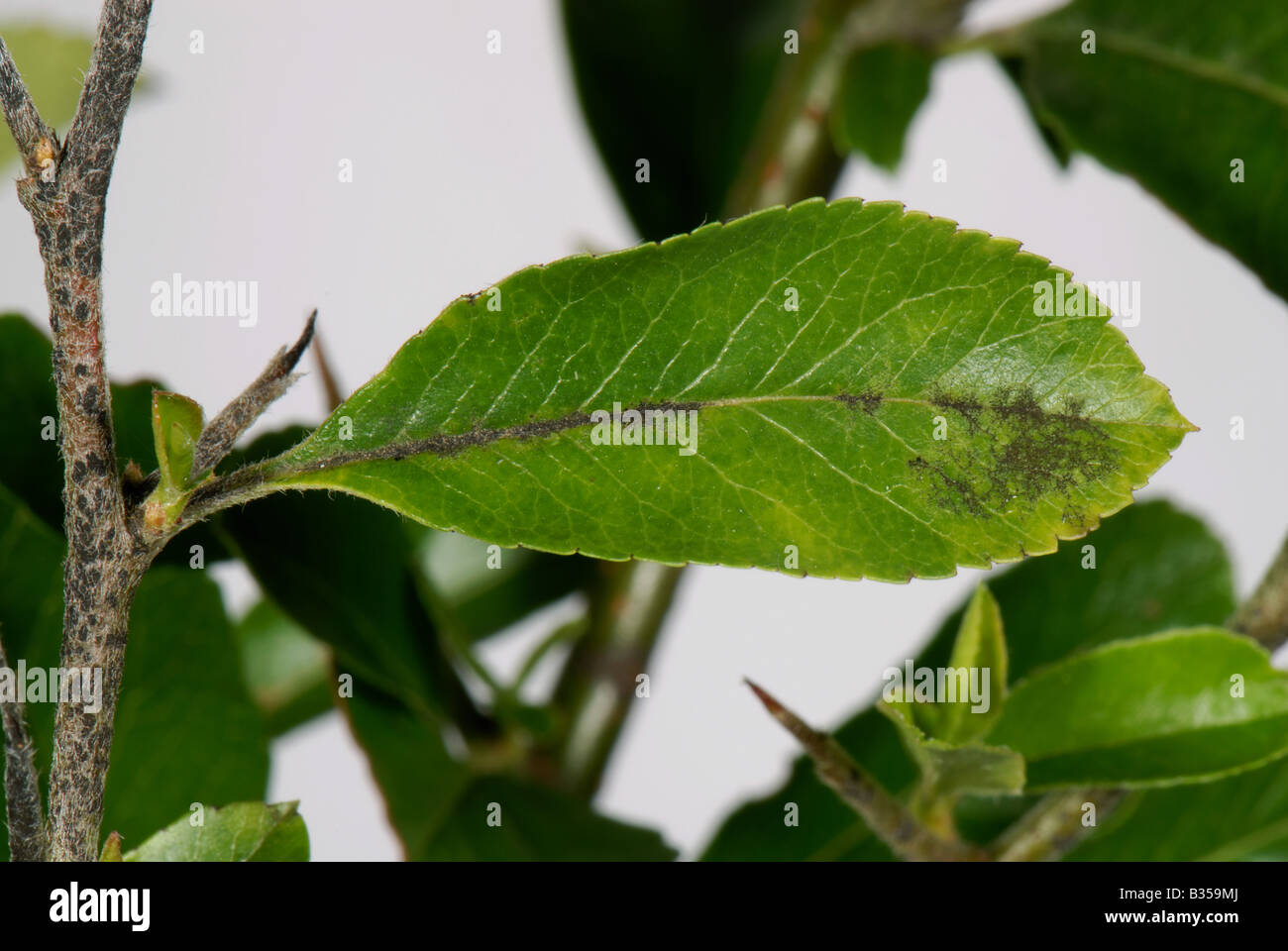 Scab Venturia inaequalis development of disease on the stem upper surface of a Pyracantha leaf Stock Photo