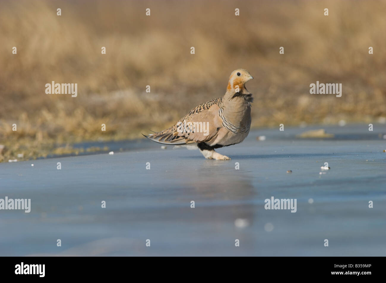 pallas-s-sandgrouse-syrrhaptes-paradoxus-stock-photo-alamy