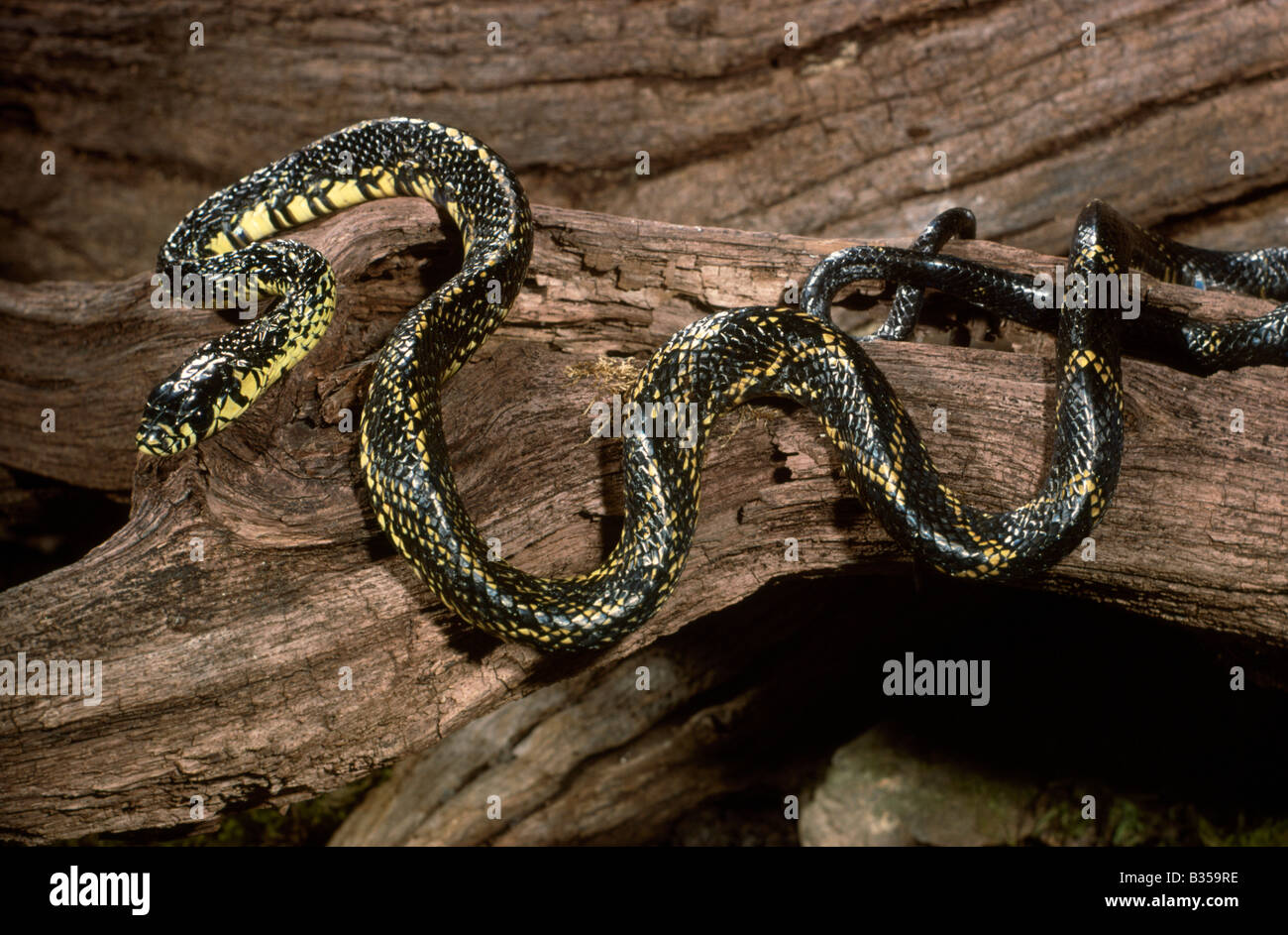 Black and Yellow Ratsnake Spilotes pullates South America Stock Photo