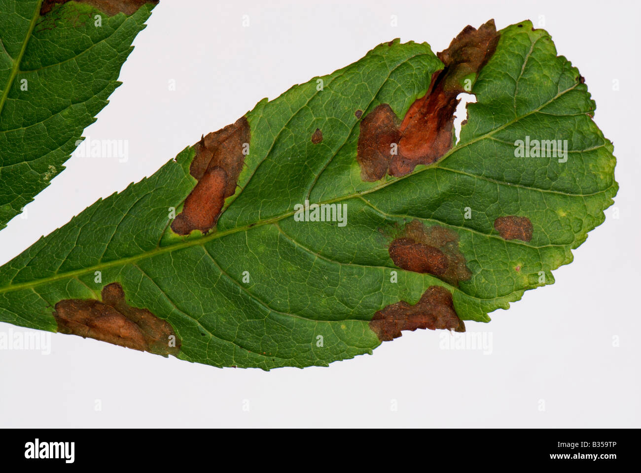 Horse chestnut leaf blotch Guignardia aesculi spots on a horse chestnut leaf Stock Photo