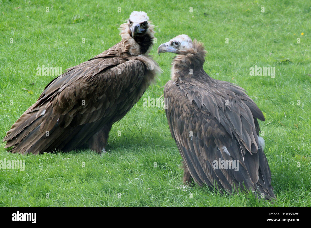 European Black Vulture [Chester Zoo, Chester, Cheshire, England, Great Britain, United Kingdom, Europe].                       . Stock Photo