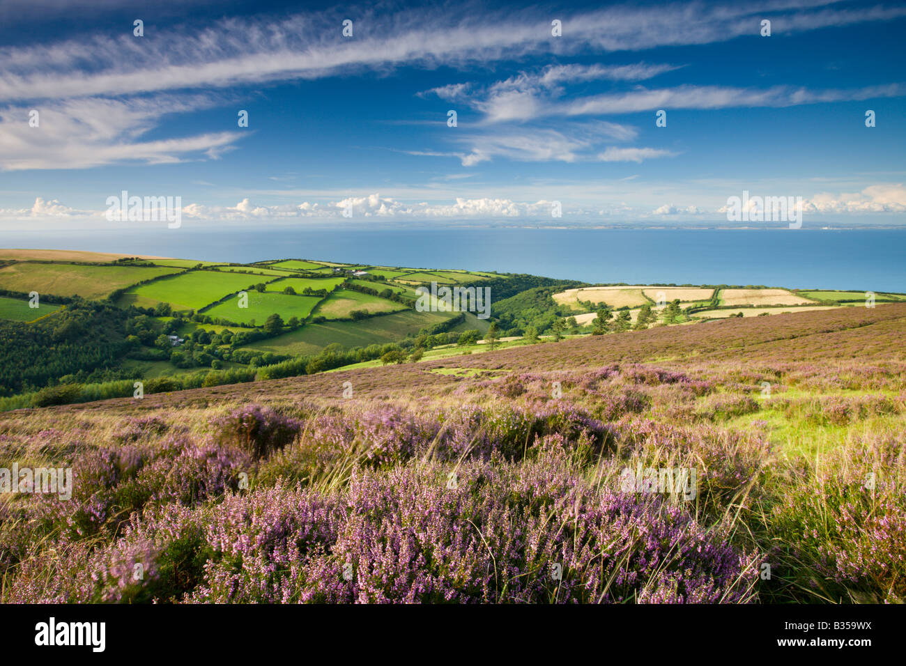 Heather carpeted moorland countryside and coast Exmoor National Park Somerset England Stock Photo