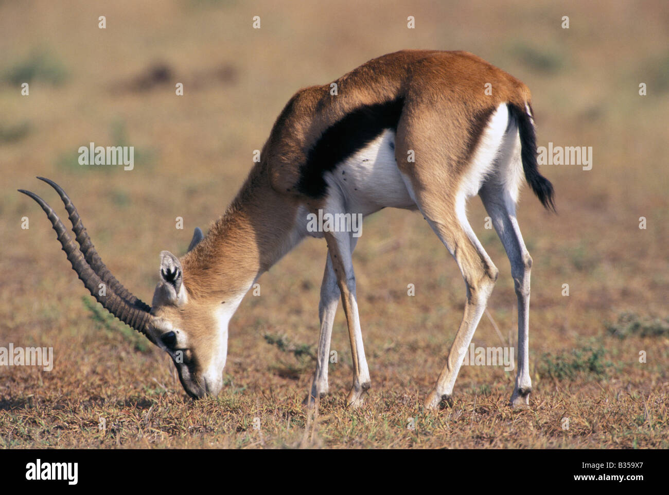 Gazelle, Thomson's gazelle, gazelle grazing, Massai Mara Game Reserve,  Africa Stock Photo - Alamy