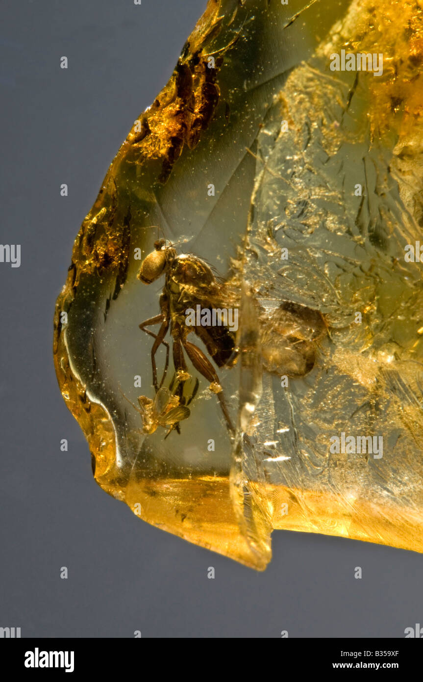 Prehistoric Fly in Lithuanian Baltic Amber Stock Photo