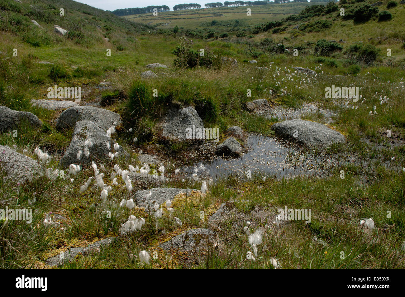 Cotton grass and other marshland vegetation by a spring in Dartmoor near Postbridge Stock Photo