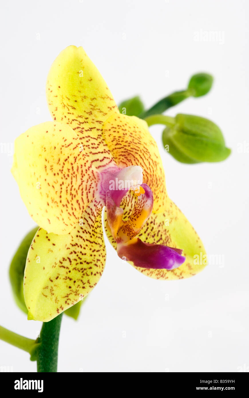 Phalaeonopsis hybrid yellow Stock Photo