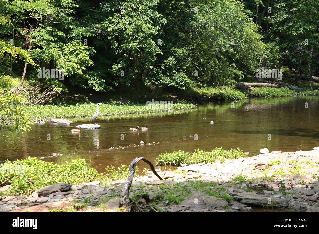 Peaceful river with birds Stock Photo