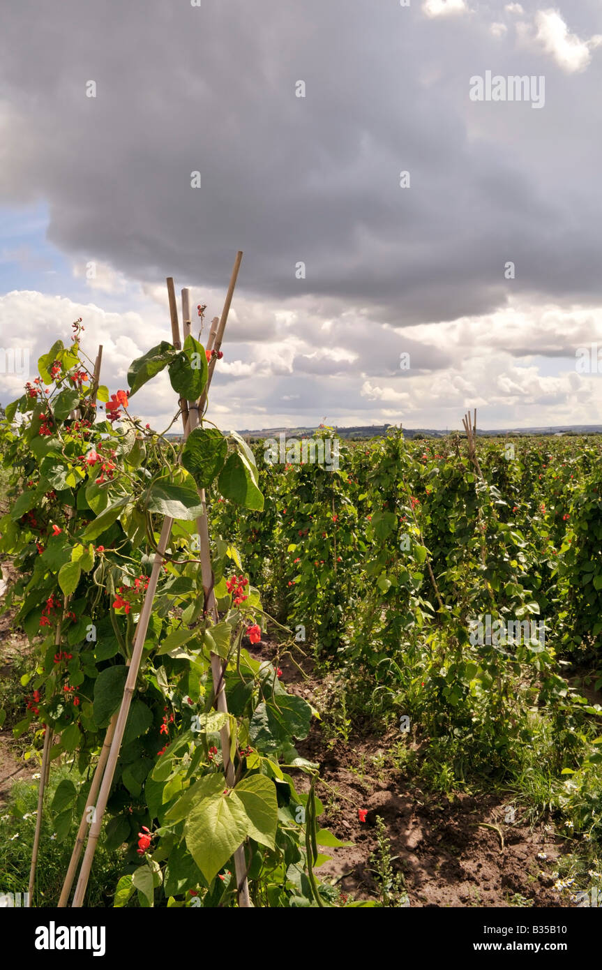 green kidney beans growing in a field Stock Photo Alamy