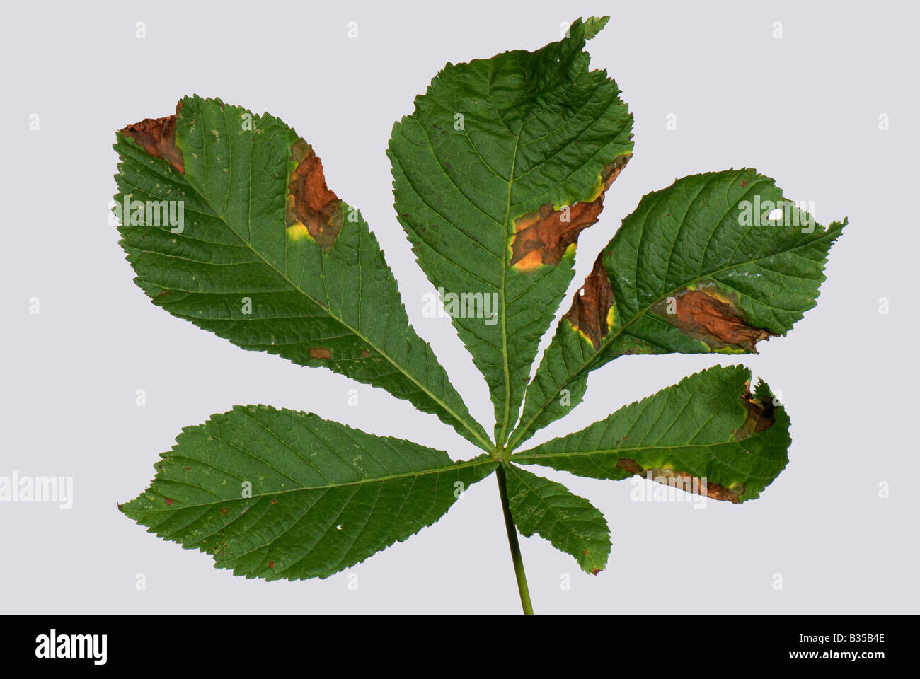 Horse chestnut leaf blotch Guignardia aesculi spots on a horse chestnut leaf Stock Photo