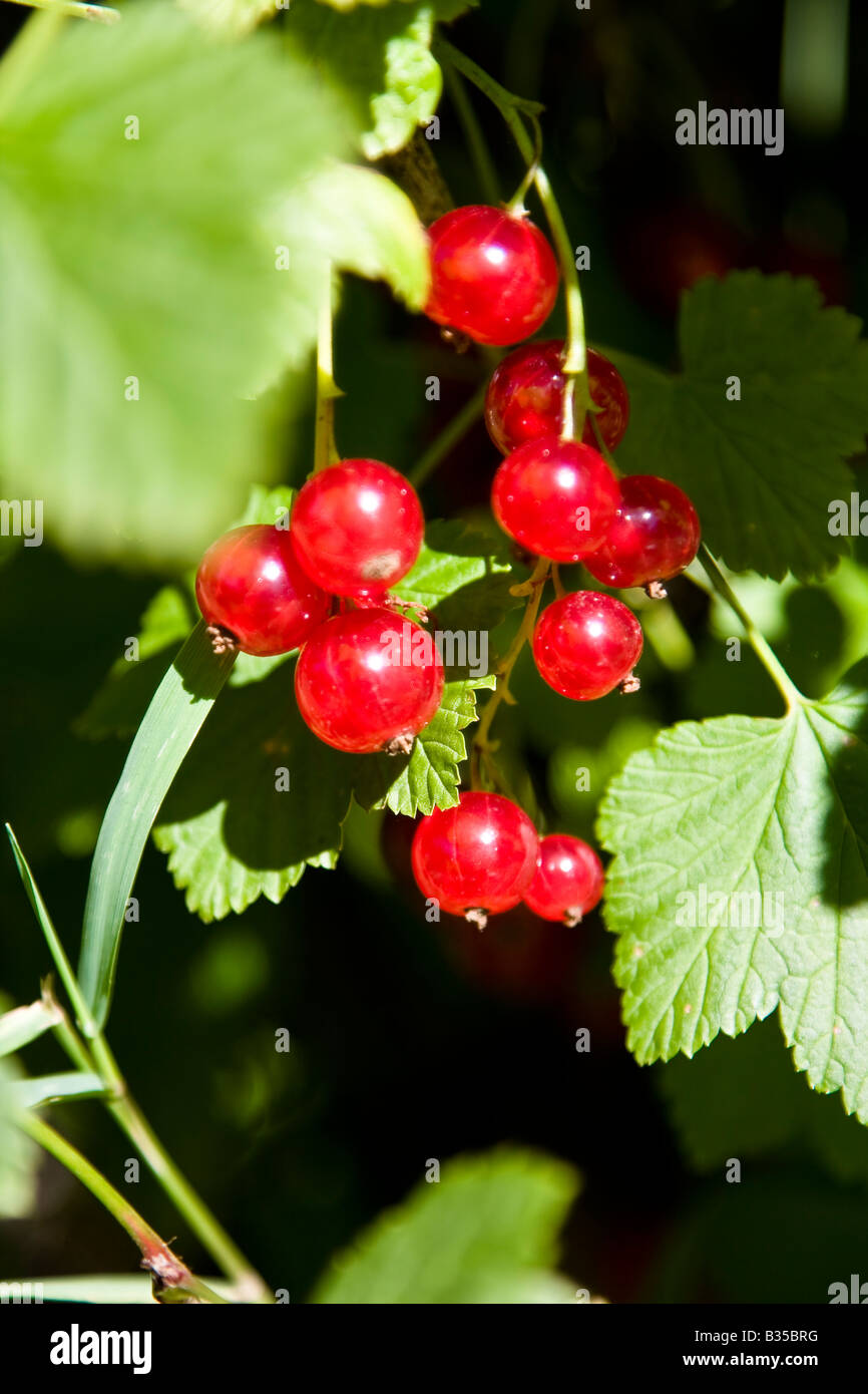 redcurrant berries with green leafs Stock Photo
