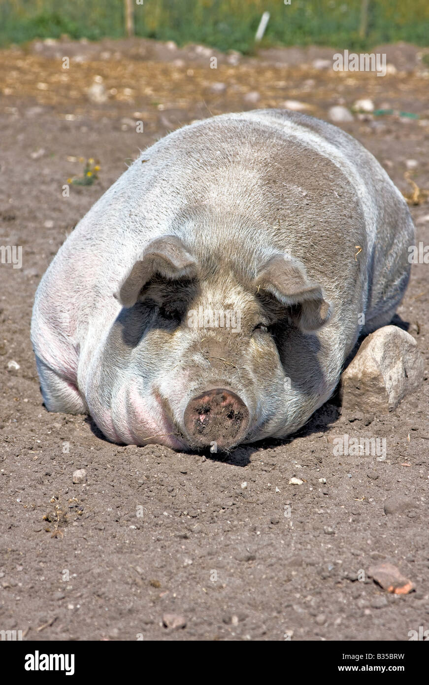 Big dirty pig sleeping sweetly on ground Stock Photo