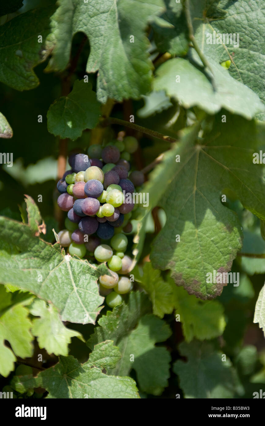 pinot noir vines at Chavot, France Stock Photo