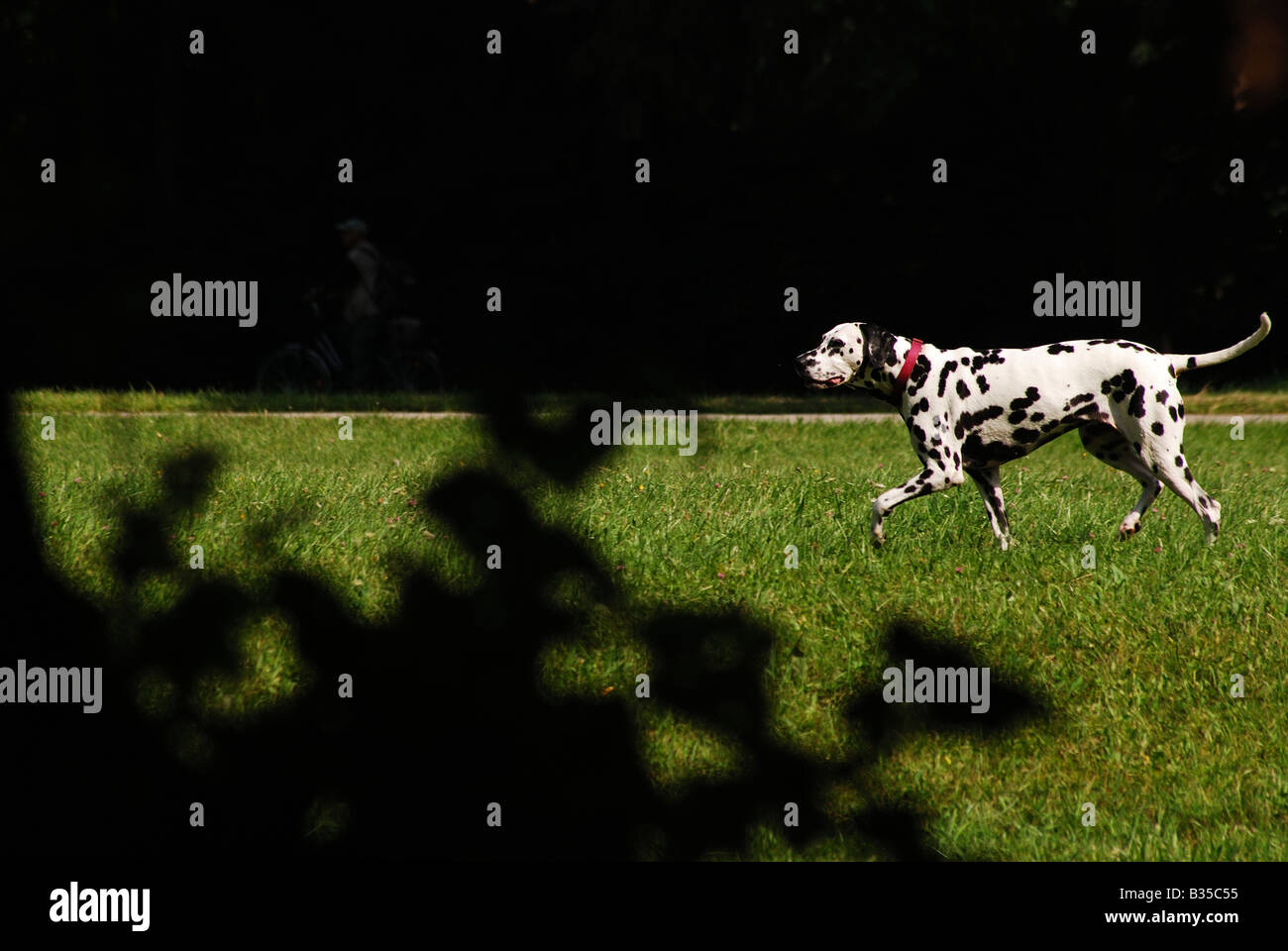 Dalmatian dog walking on grass Stock Photo
