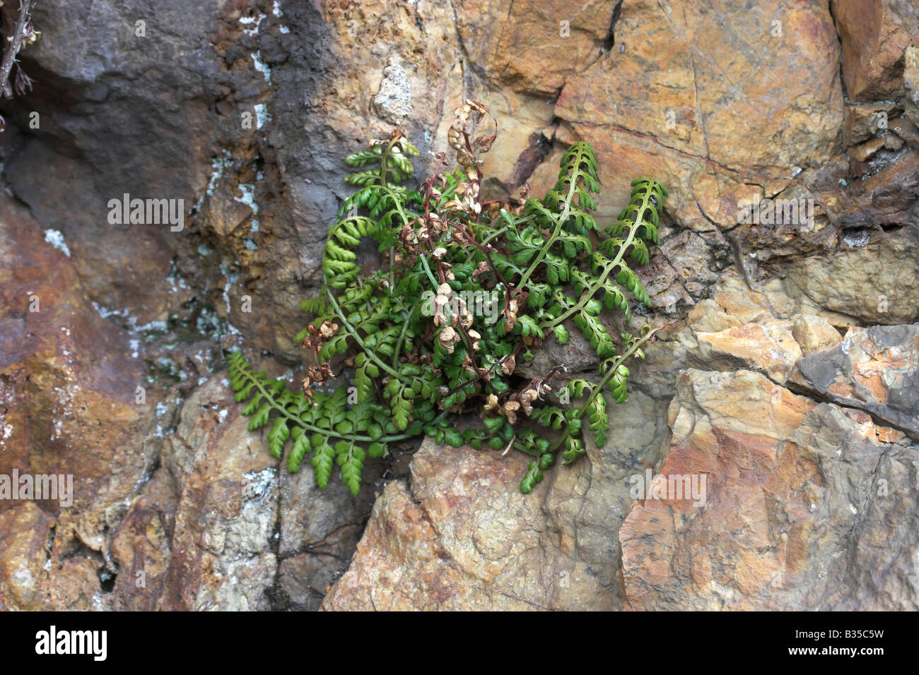 View of rare fern Alpine Woodsia Woodsia alpina Stock Photo